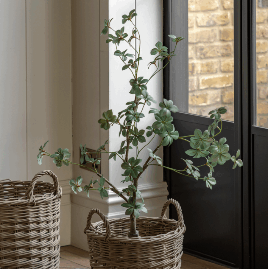potted rhodoleia tree