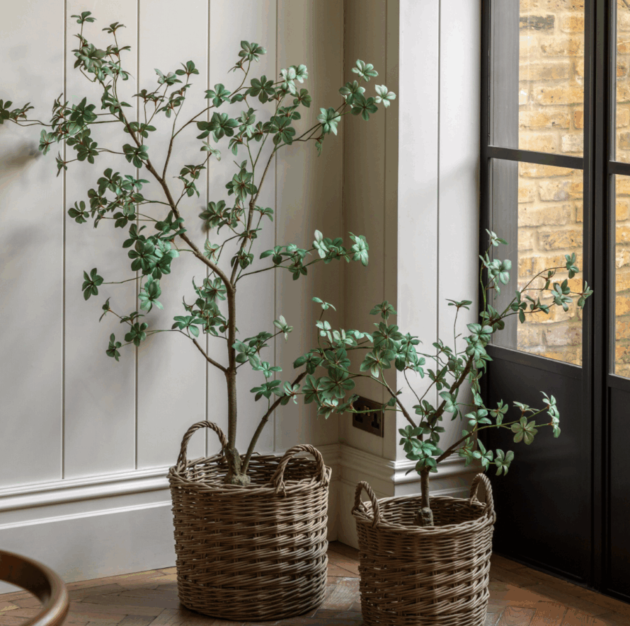 potted rhodoleia tree