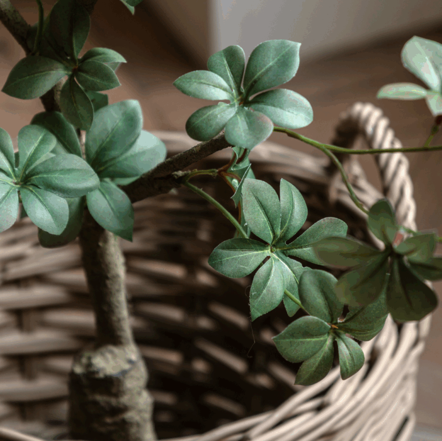 potted rhodoleia tree