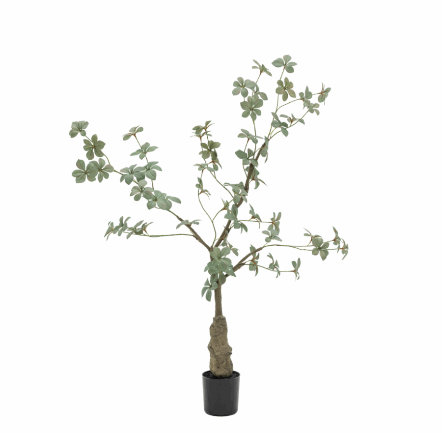 potted rhodoleia tree