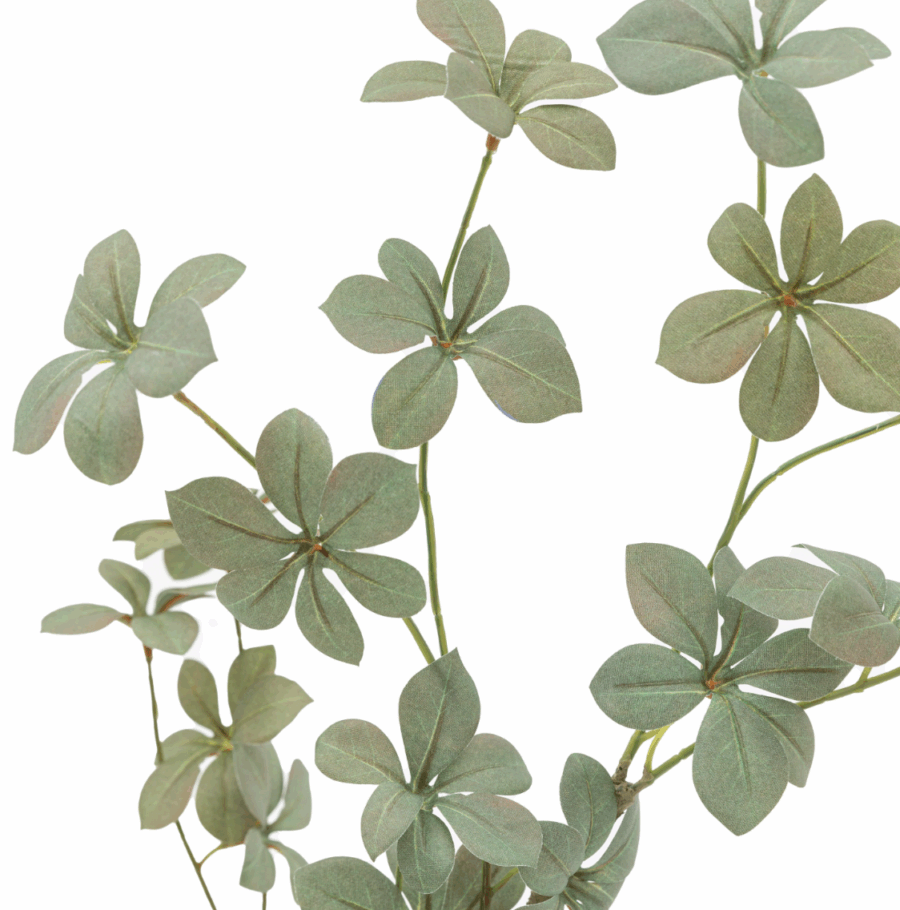 potted rhodoleia tree
