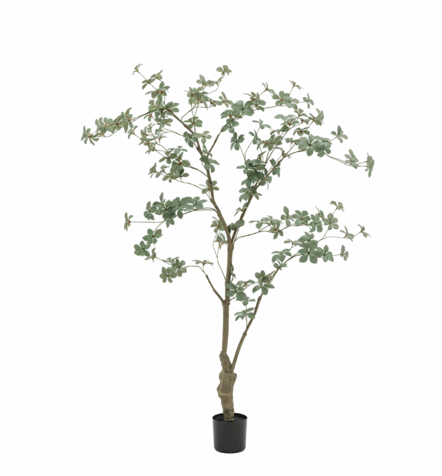 potted rhodoleia tree large