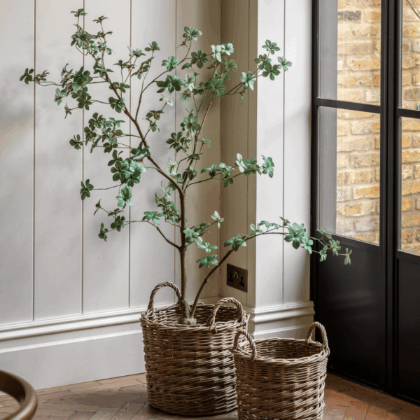 potted rhodoleia tree large