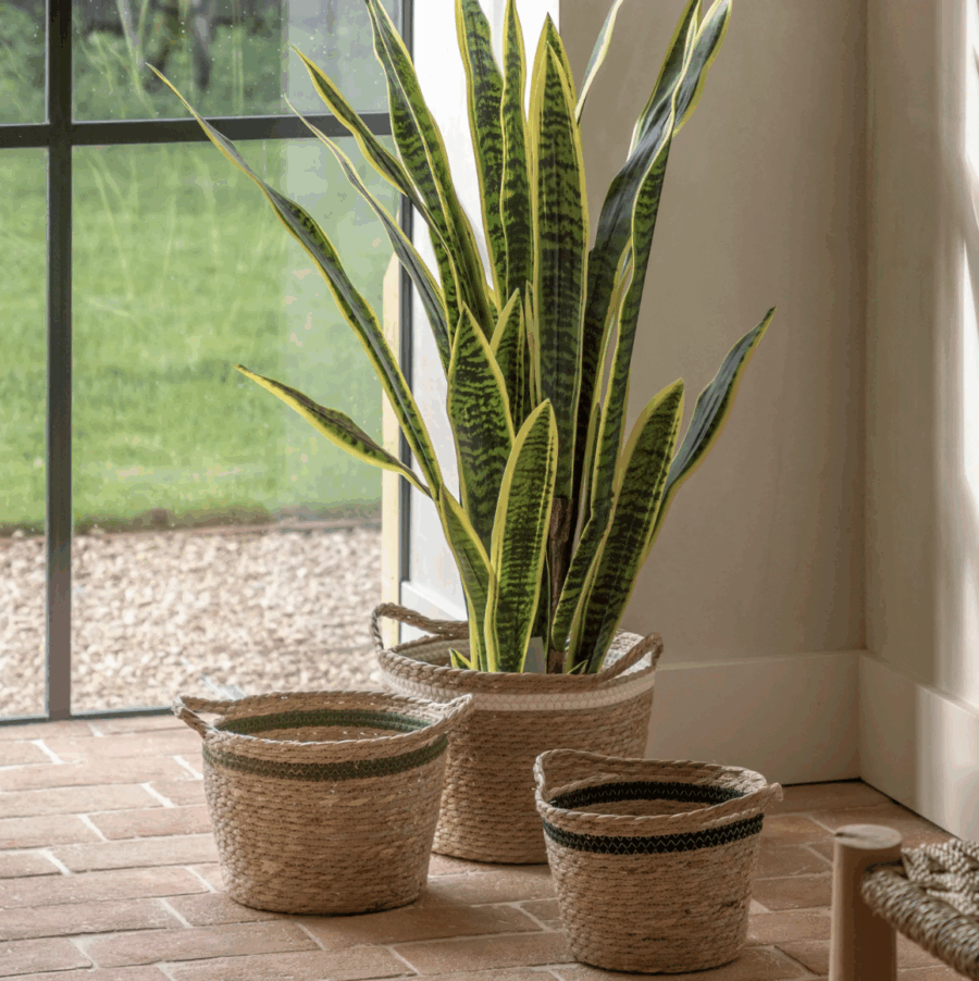 potted sansevieria plant 4ft