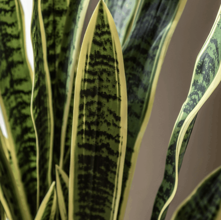 potted sansevieria plant 4ft