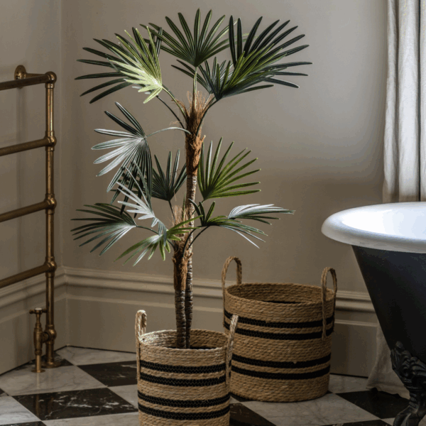 potted statement palm