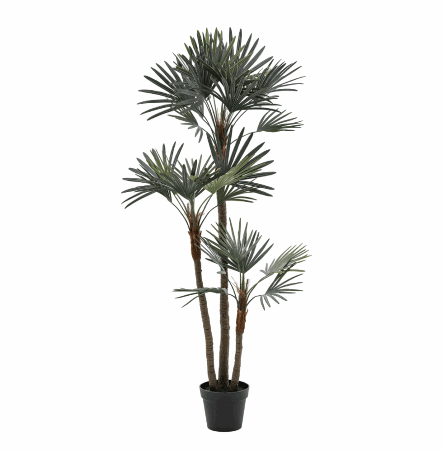 potted statement palm