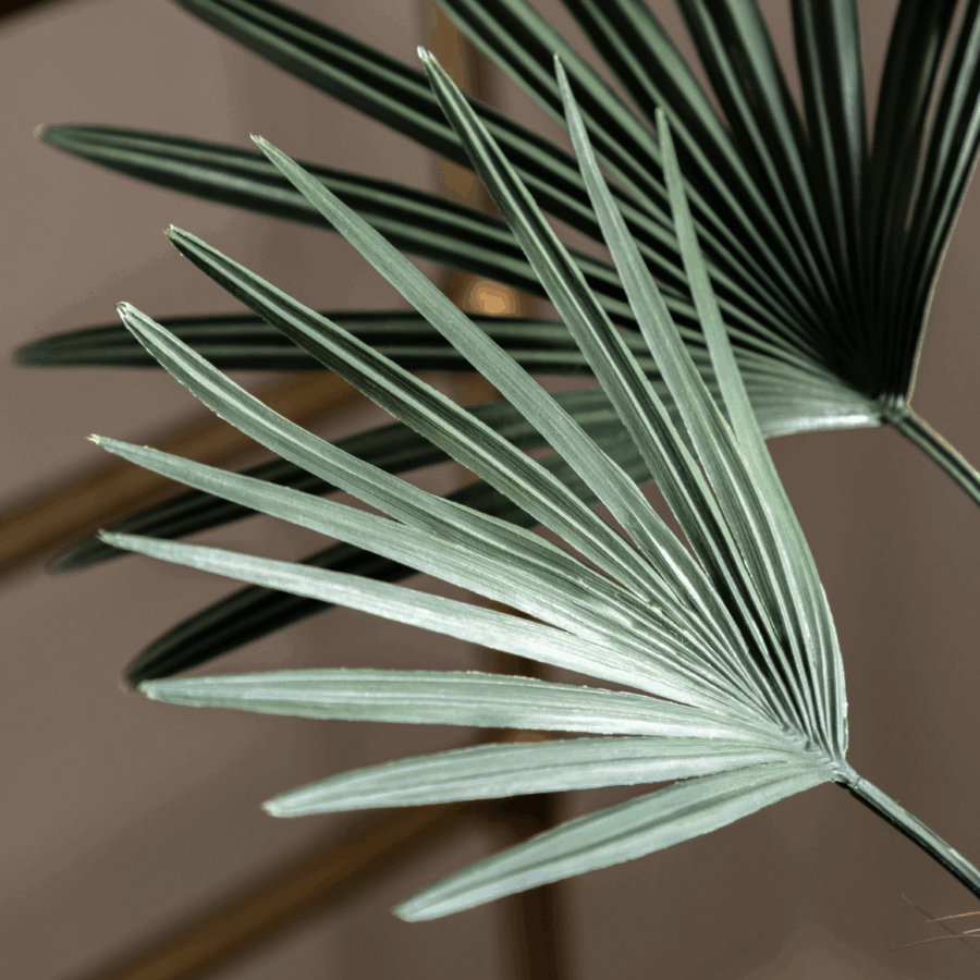 potted statement palm