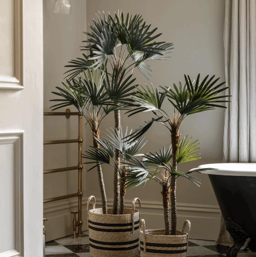 potted statement palm