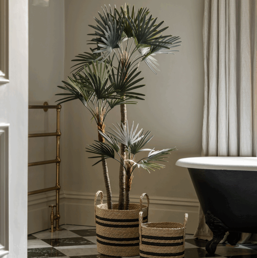 potted statement palm