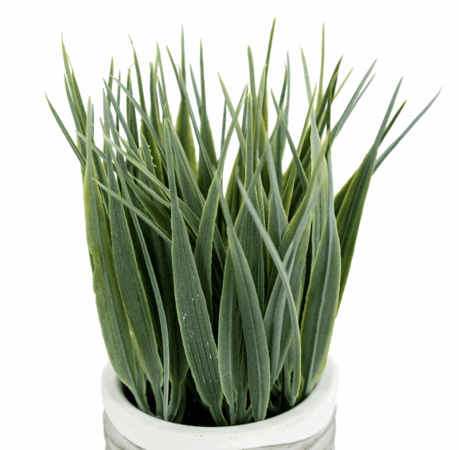 grass in wavy pot small 2 pack