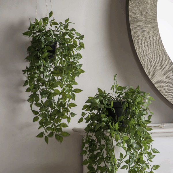 hanging scindapsus small