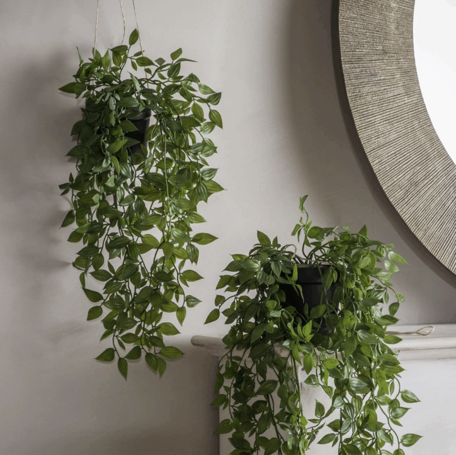 hanging scindapsus small
