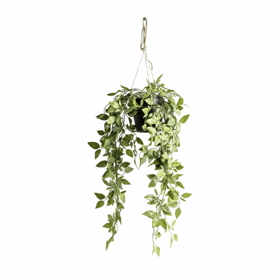 hanging scindapsus small