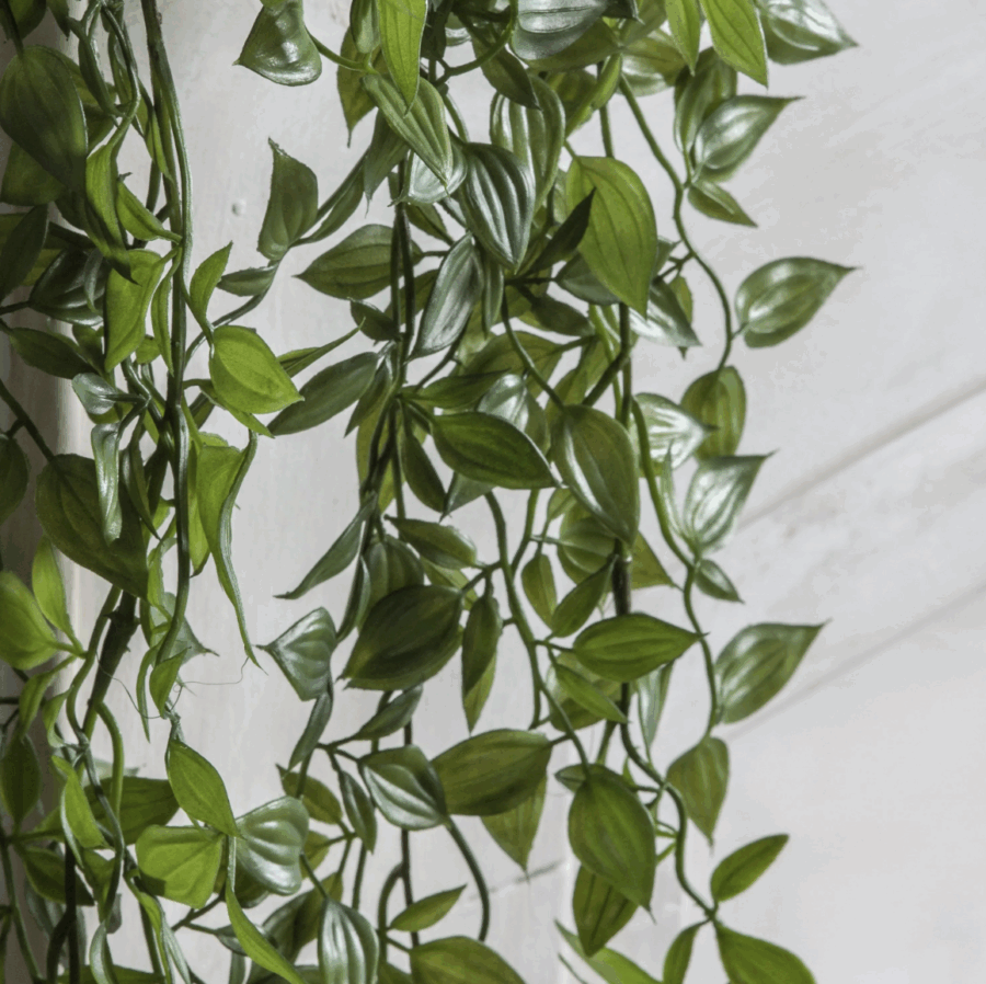 hanging scindapsus small