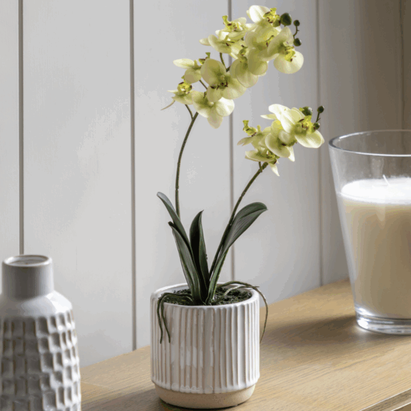orchid cream in ribbed white ceramic pot
