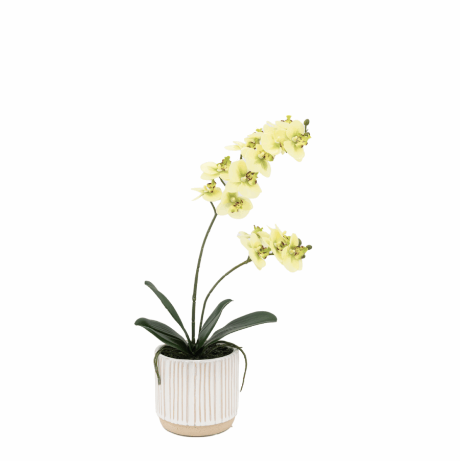 orchid cream in ribbed white ceramic pot