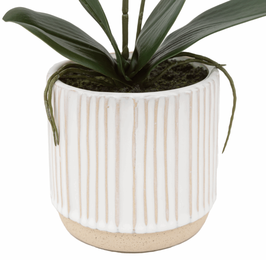 orchid cream in ribbed white ceramic pot