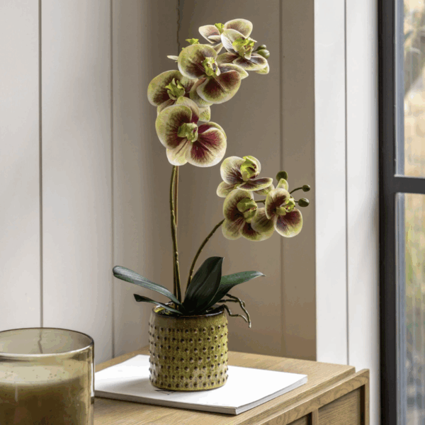 orchid multicolour in moss ceramic dot pot