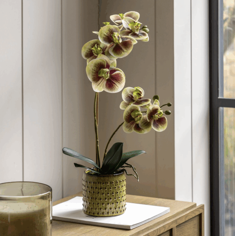 orchid multicolour in moss ceramic dot pot