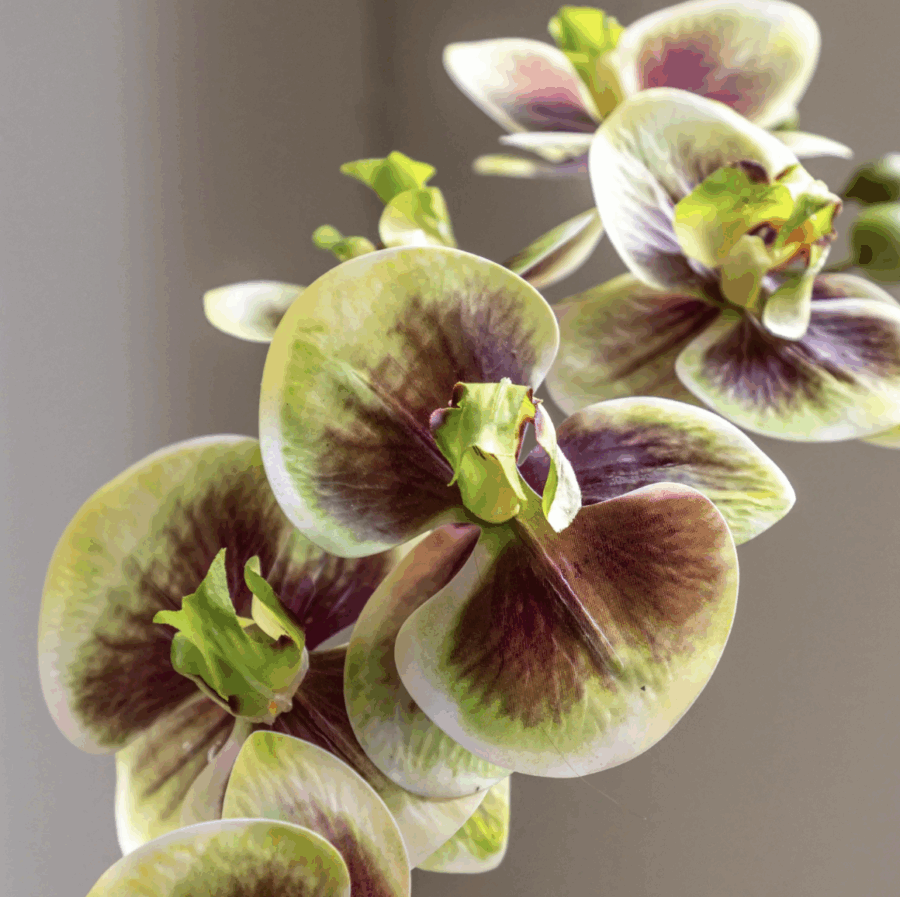orchid multicolour in moss ceramic dot pot