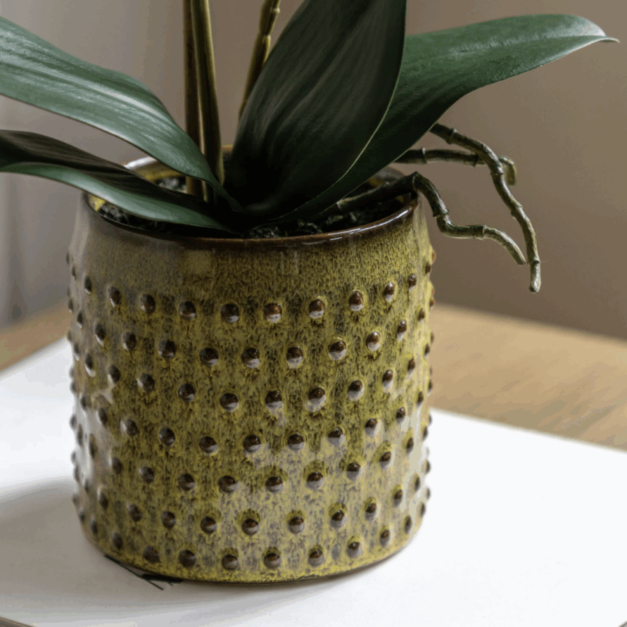 orchid multicolour in moss ceramic dot pot