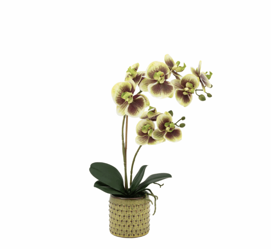 orchid multicolour in moss ceramic dot pot