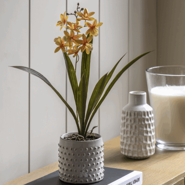 orchid in white ceramic dot pot orange