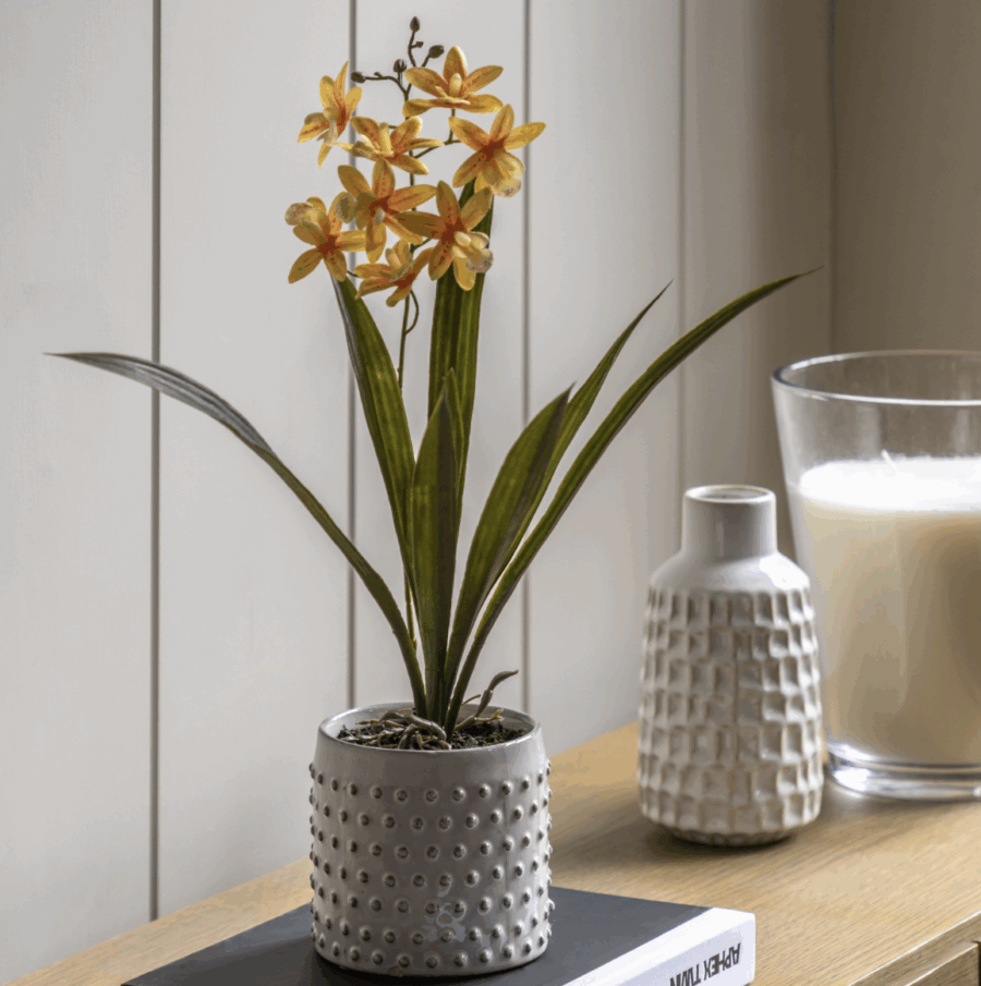 orchid in white ceramic dot pot orange