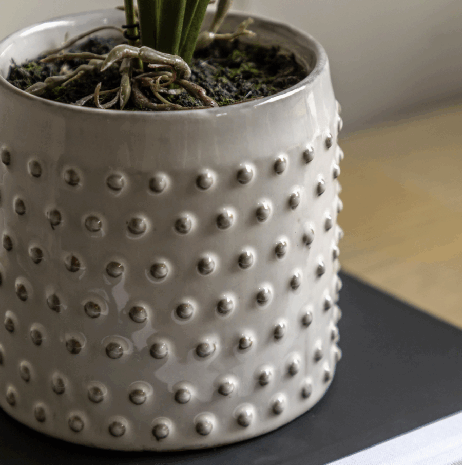 orchid in white ceramic dot pot orange