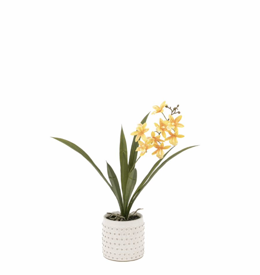 orchid in white ceramic dot pot orange