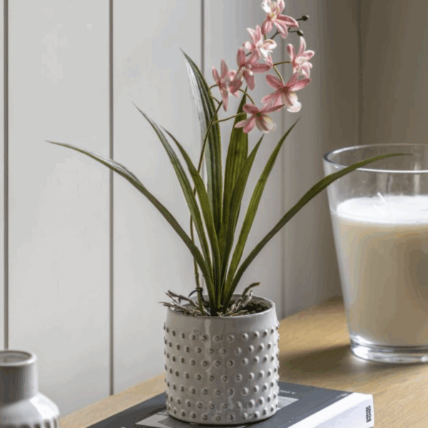 orchid in white ceramic dot pot pink
