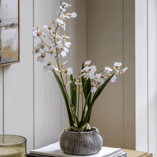 orchid in white ceramic dot pot pink (copy)