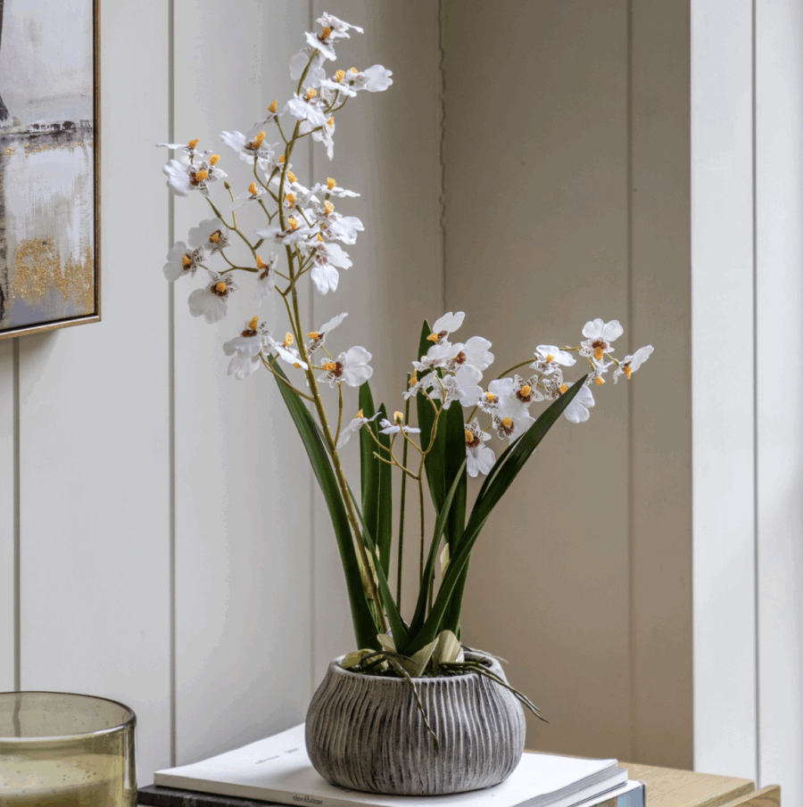 orchid in white ceramic dot pot pink (copy)