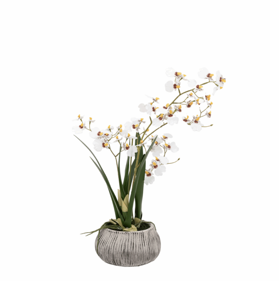 orchid in white ceramic dot pot pink (copy)