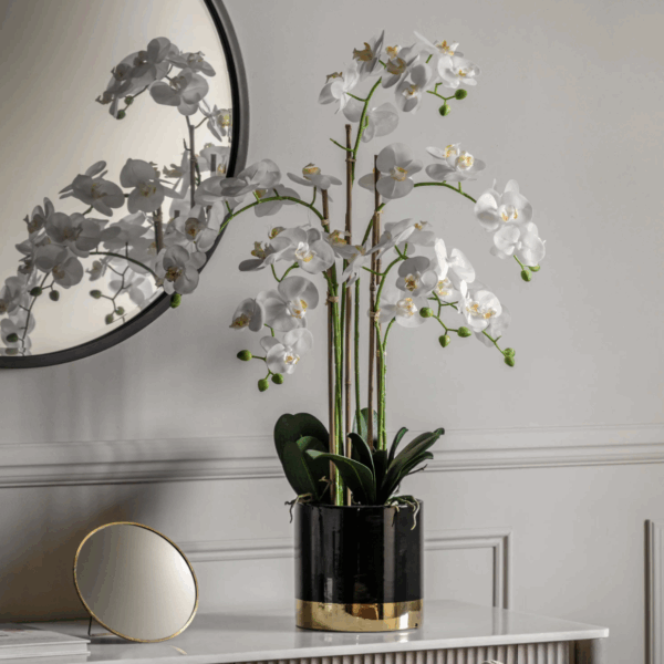 orchid white with black gold pot