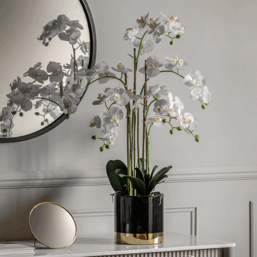 orchid white with black gold pot