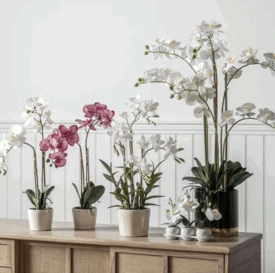 orchid white with black gold pot