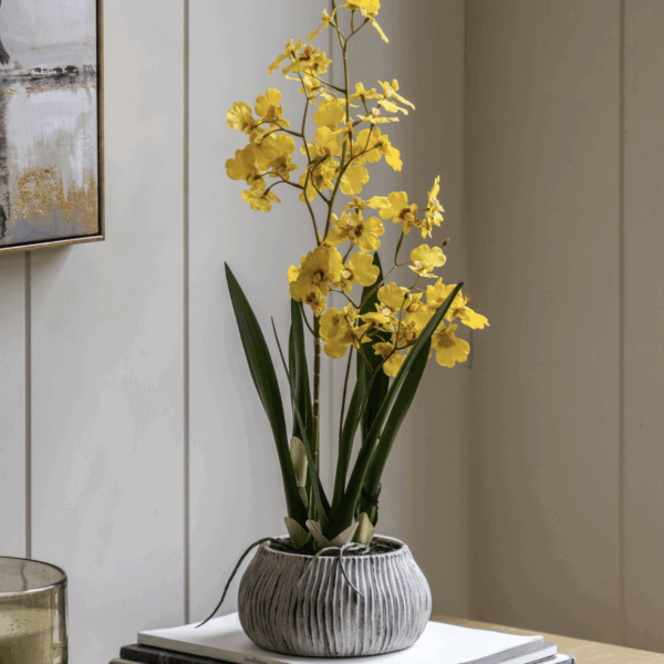 orchid in low ceramic pot yellow