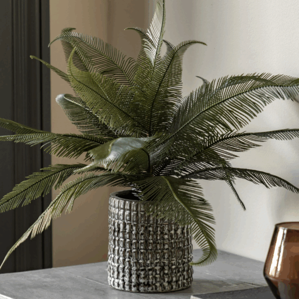 wide fern in concrete pot