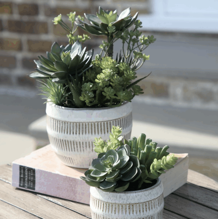 potted succulents ceramic pot green brown large