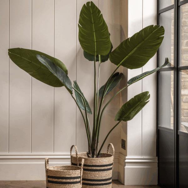 potted villa palm tree 4ft