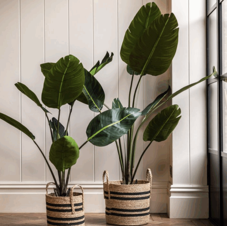 potted villa palm tree 4ft