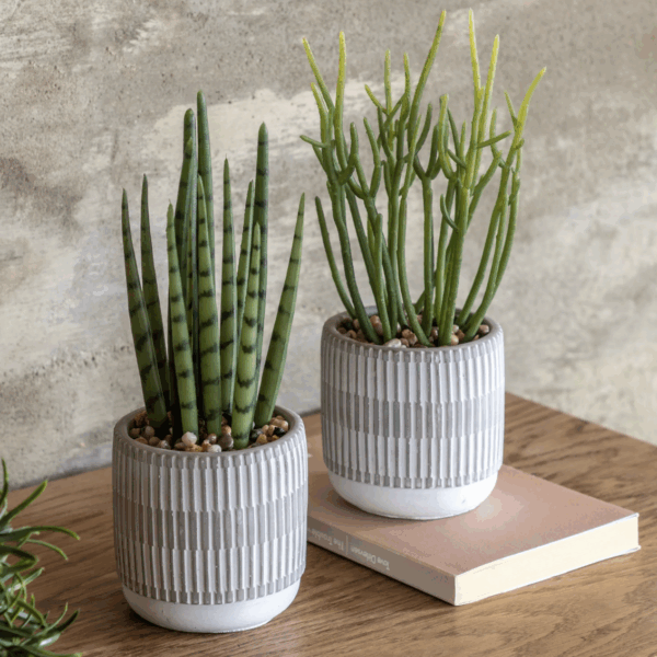 small succulents ceramic pots set of 2