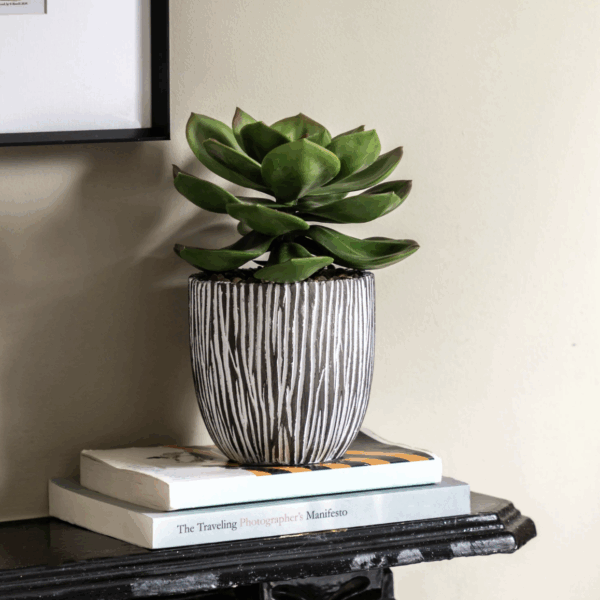 potted succulent in ribbed black ceramic pot