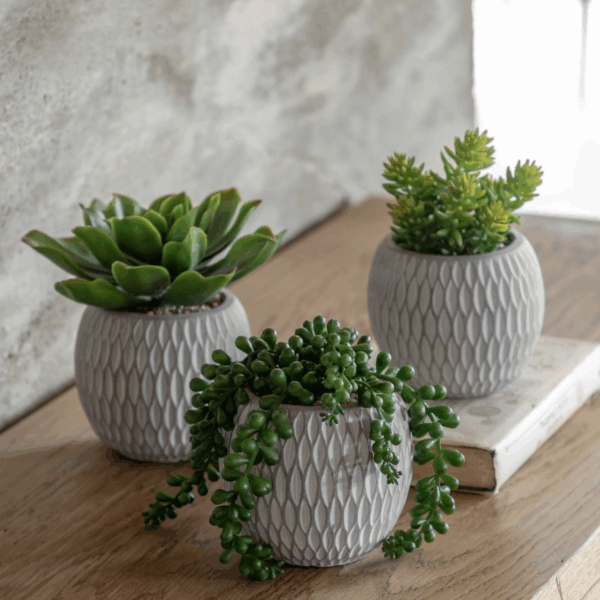 potted succulent in ribbed black ceramic pot (copy)