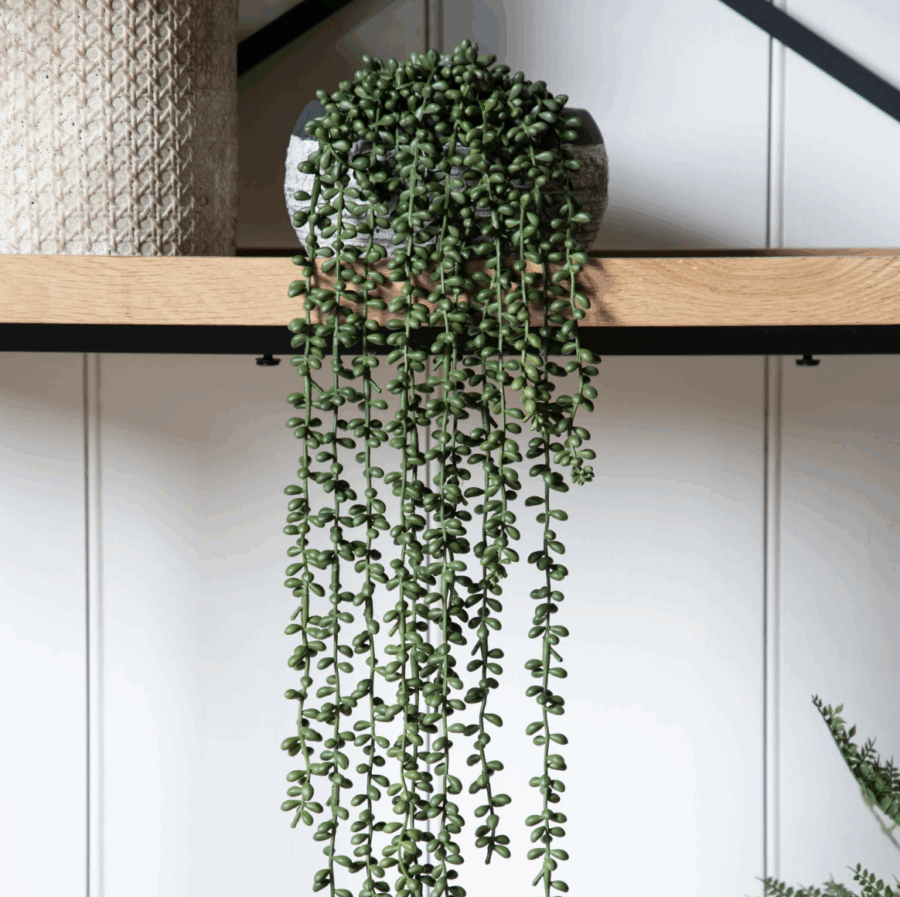 string of pearls in soil