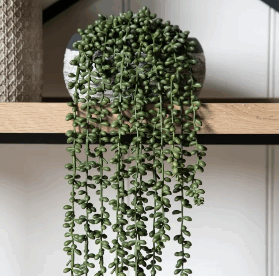 string of pearls in soil