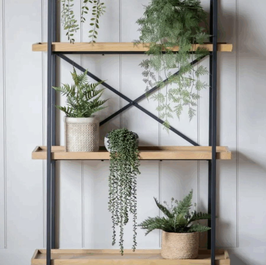 string of pearls in soil