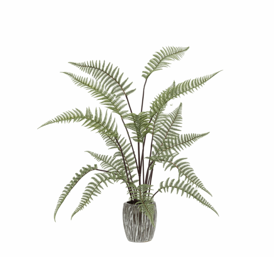 tall fern in textured grey ceramic pot